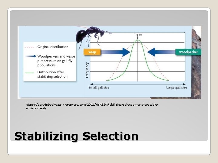 https: //darwinbookcats. wordpress. com/2011/06/22/stabilizing-selection-and-a-stableenvironment/ Stabilizing Selection https: //darwinbookcats. wordpress. com/2011/06/22/stabilizing-selection-and-a-stableenvironment/ Stabilizing Selection