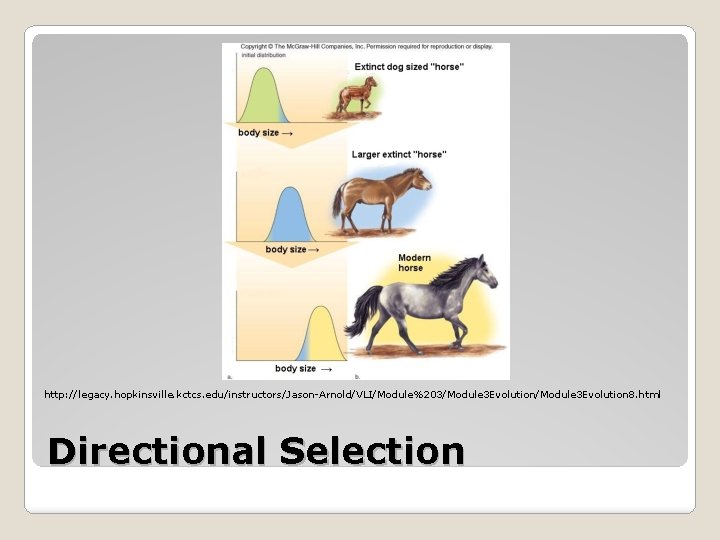 http: //legacy. hopkinsville. kctcs. edu/instructors/Jason-Arnold/VLI/Module%203/Module 3 Evolution 8. html Directional Selection http: //legacy. hopkinsville. kctcs. edu/instructors/Jason-Arnold/VLI/Module%203/Module 3 Evolution 8. html Directional Selection