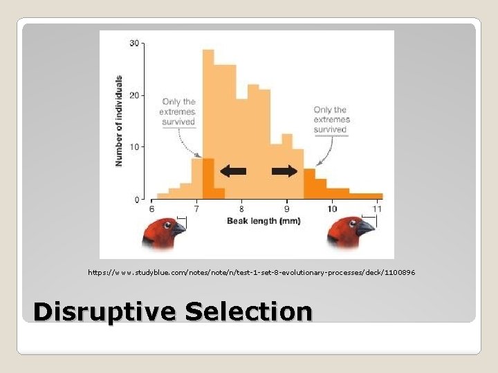 https: //www. studyblue. com/notes/note/n/test-1 -set-8 -evolutionary-processes/deck/1100896 Disruptive Selection https: //www. studyblue. com/notes/note/n/test-1 -set-8 -evolutionary-processes/deck/1100896 Disruptive Selection