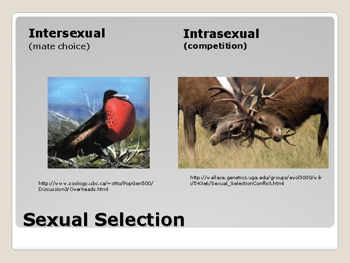 Intersexual (mate choice) Intrasexual (competition) http: //www. zoology. ubc. ca/~otto/Pop. Gen 500/ Discussion 3/Overheads. Intersexual (mate choice) Intrasexual (competition) http: //www. zoology. ubc. ca/~otto/Pop. Gen 500/ Discussion 3/Overheads.