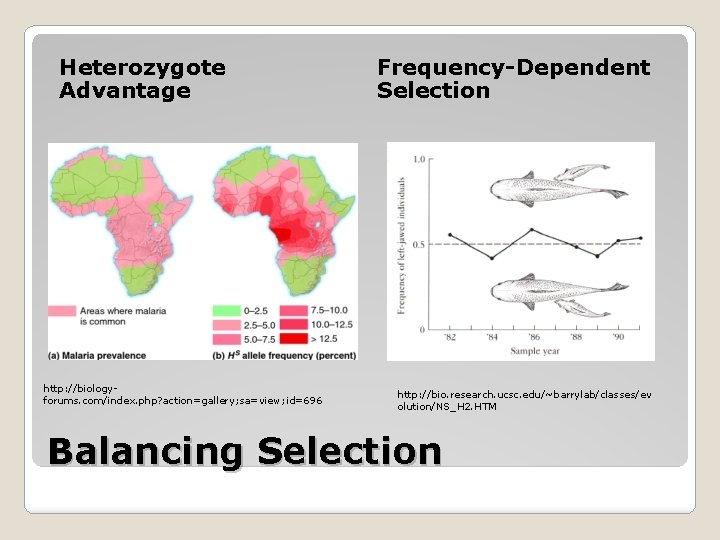 Heterozygote Advantage http: //biologyforums. com/index. php? action=gallery; sa=view; id=696 Frequency-Dependent Selection http: //bio. research. Heterozygote Advantage http: //biologyforums. com/index. php? action=gallery; sa=view; id=696 Frequency-Dependent Selection http: //bio. research.
