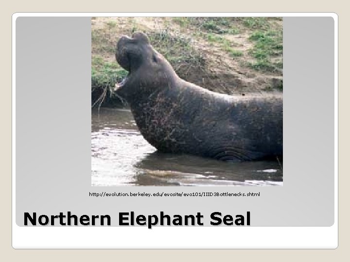 http: //evolution. berkeley. edu/evosite/evo 101/IIID 3 Bottlenecks. shtml Northern Elephant Seal http: //evolution. berkeley. edu/evosite/evo 101/IIID 3 Bottlenecks. shtml Northern Elephant Seal