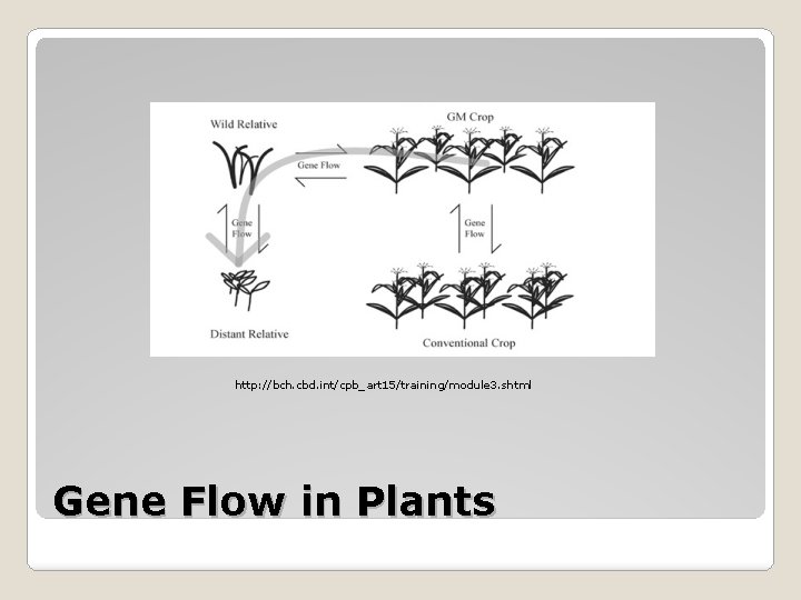 http: //bch. cbd. int/cpb_art 15/training/module 3. shtml Gene Flow in Plants http: //bch. cbd. int/cpb_art 15/training/module 3. shtml Gene Flow in Plants