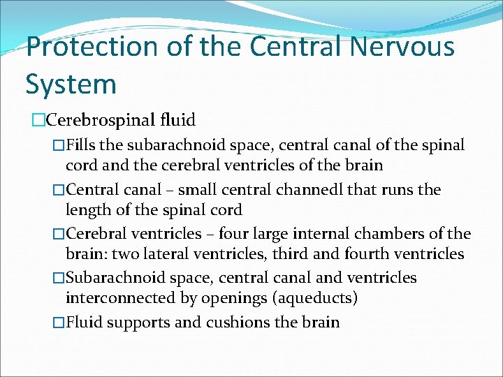 Protection of the Central Nervous System �Cerebrospinal fluid �Fills the subarachnoid space, central canal