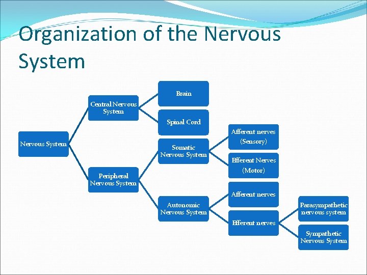 Organization of the Nervous System Brain Central Nervous System Spinal Cord Nervous System Somatic