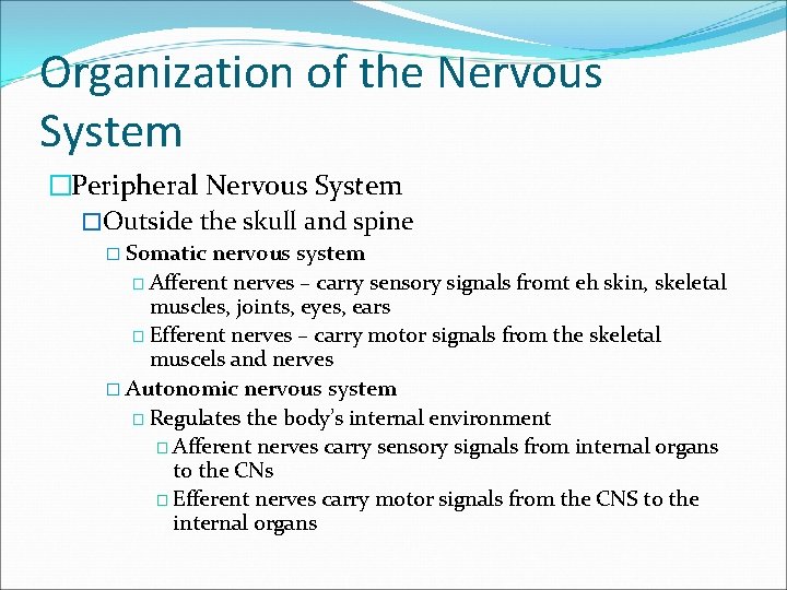 Organization of the Nervous System �Peripheral Nervous System �Outside the skull and spine �