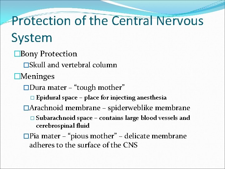 Protection of the Central Nervous System �Bony Protection �Skull and vertebral column �Meninges �Dura