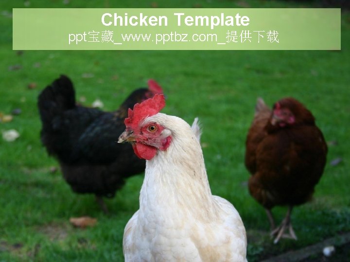 Chicken Template ppt宝藏_www. pptbz. com_提供下载 