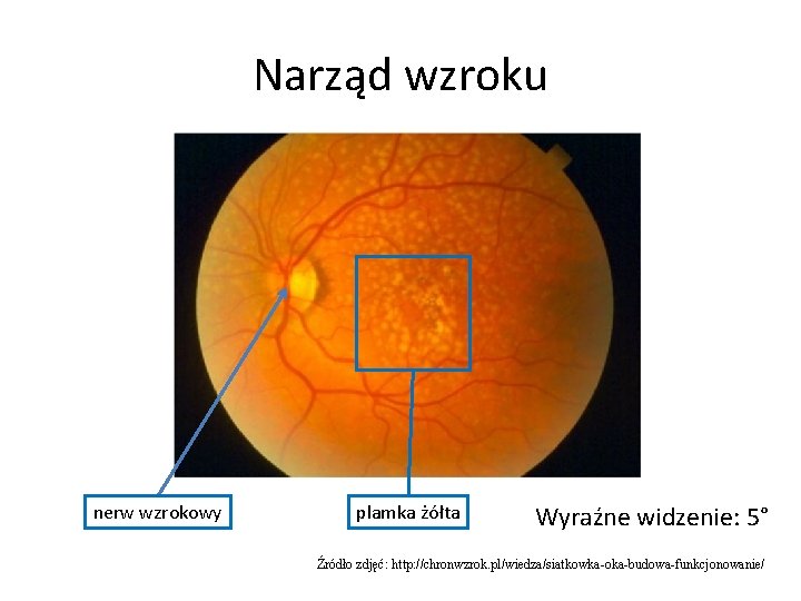 Narząd wzroku nerw wzrokowy plamka żółta Wyraźne widzenie: 5° Źródło zdjęć: http: //chronwzrok. pl/wiedza/siatkowka-oka-budowa-funkcjonowanie/
