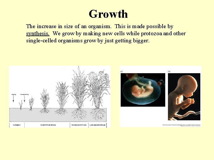 Growth The increase in size of an organism. This is made possible by synthesis.