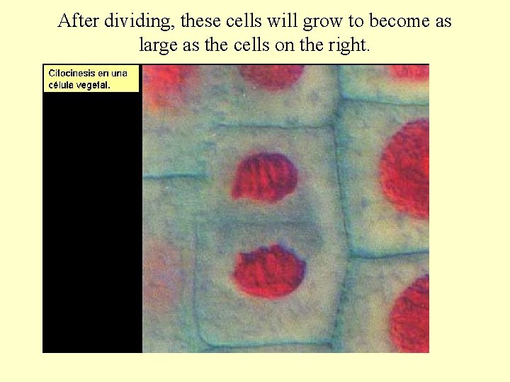 After dividing, these cells will grow to become as large as the cells on