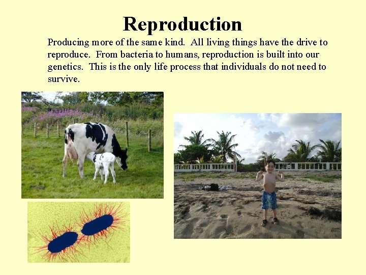 Reproduction Producing more of the same kind. All living things have the drive to