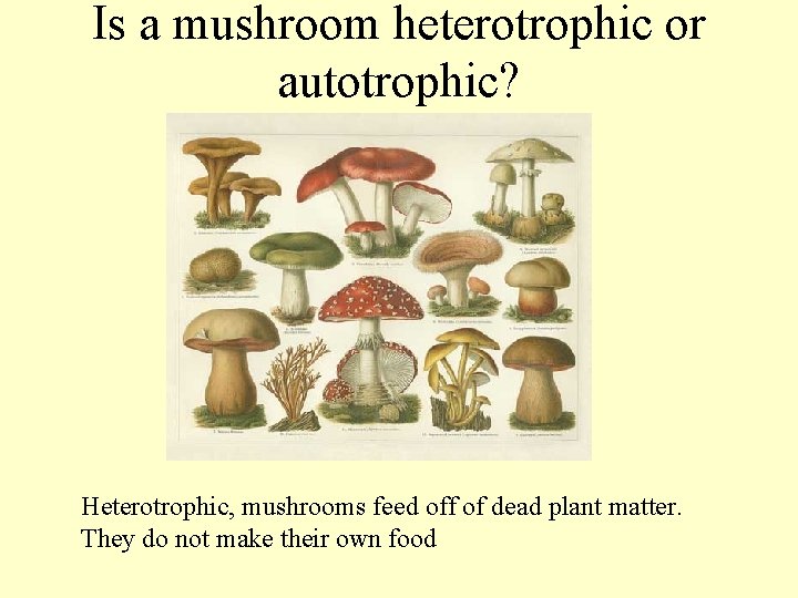 Is a mushroom heterotrophic or autotrophic? Heterotrophic, mushrooms feed off of dead plant matter.