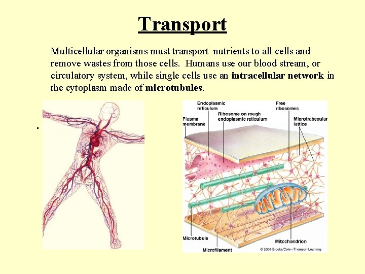 Transport Multicellular organisms must transport nutrients to all cells and remove wastes from those