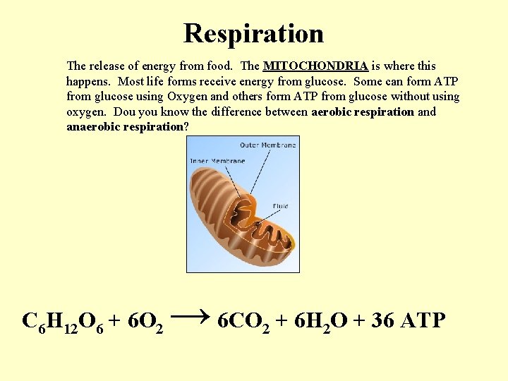 Respiration The release of energy from food. The MITOCHONDRIA is where this happens. Most