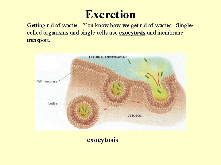Excretion Getting rid of wastes. You know how we get rid of wastes. Singlecelled