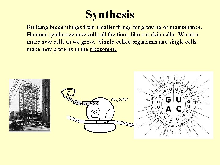 Synthesis Building bigger things from smaller things for growing or maintenance. Humans synthesize new