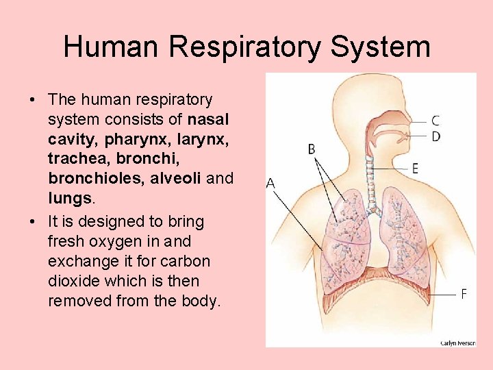 Human Respiratory System • The human respiratory system consists of nasal cavity, pharynx, larynx,