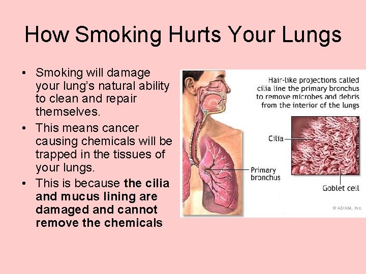 How Smoking Hurts Your Lungs • Smoking will damage your lung’s natural ability to