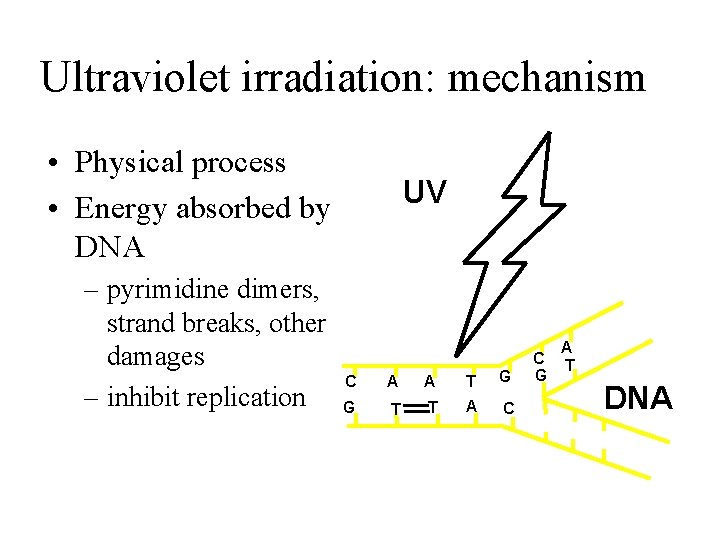 Ultraviolet irradiation: mechanism • Physical process • Energy absorbed by DNA – pyrimidine dimers,