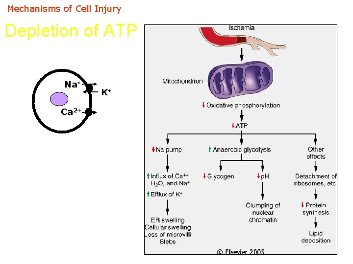 Mechanisms of Cell Injury Depletion of ATP Na+ Ca 2+ K+ 
