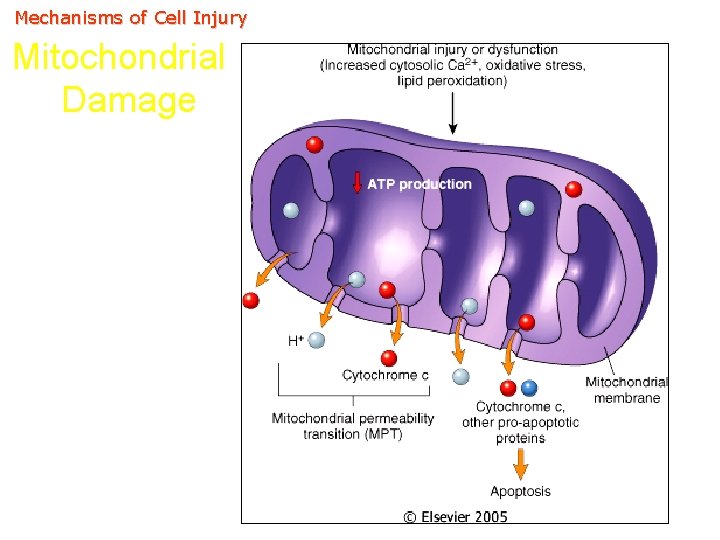 Mechanisms of Cell Injury Mitochondrial Damage 
