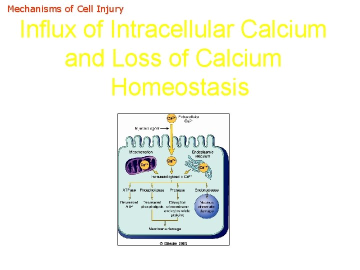 Mechanisms of Cell Injury Influx of Intracellular Calcium and Loss of Calcium Homeostasis 
