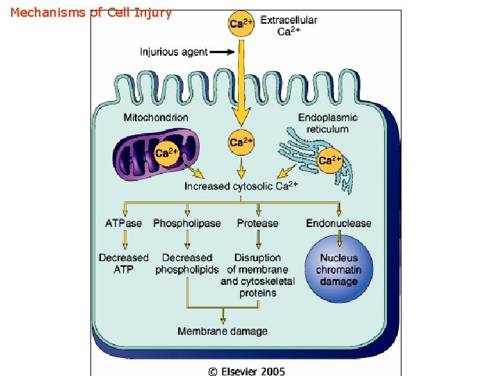 Mechanisms of Cell Injury 