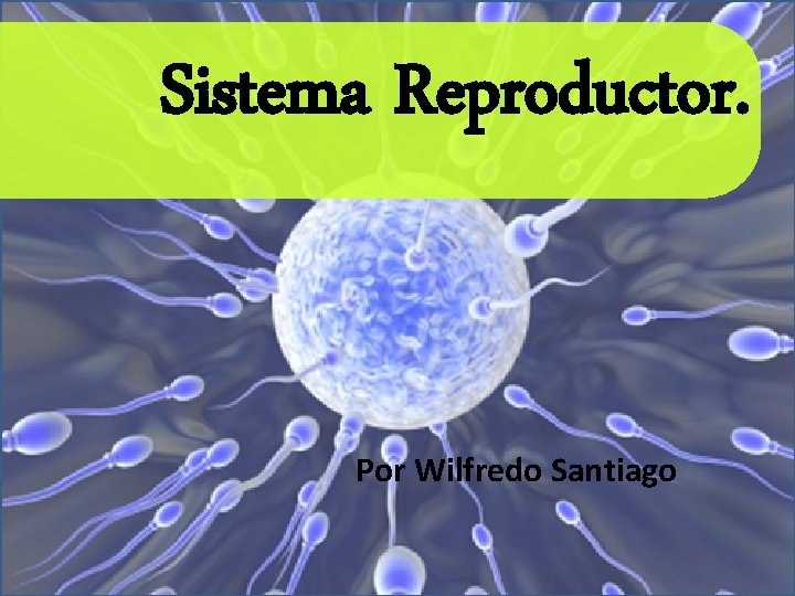 Sistema Reproductor. Por Wilfredo Santiago 