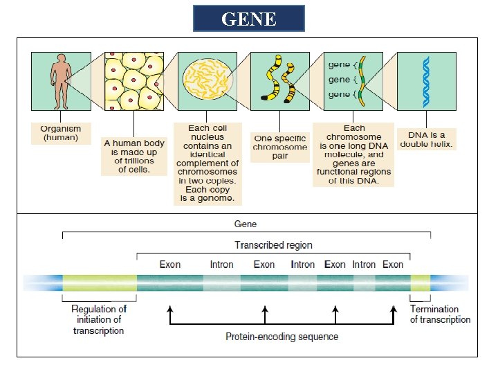 Examples Of Genes Basic Concept of Molecular Biology Unit 1 B