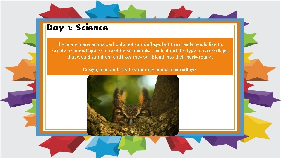 Day 3: Science There are many animals who do not camouflage, but they really Day 3: Science There are many animals who do not camouflage, but they really