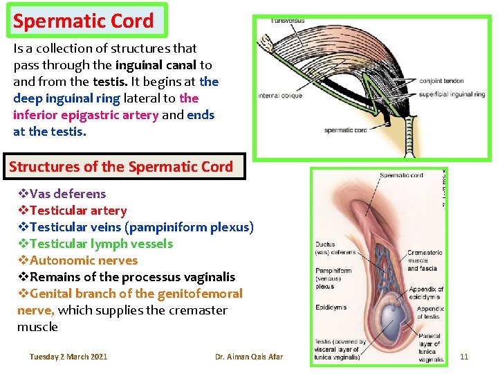 Spermatic Cord Is a collection of structures that pass through the inguinal canal to