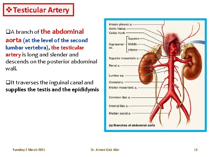 v. Testicular Artery q. A branch of the abdominal aorta (at the level of