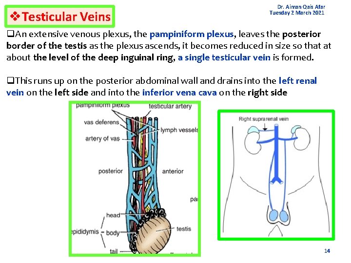 v. Testicular Veins Dr. Aiman Qais Afar Tuesday 2 March 2021 q. An extensive