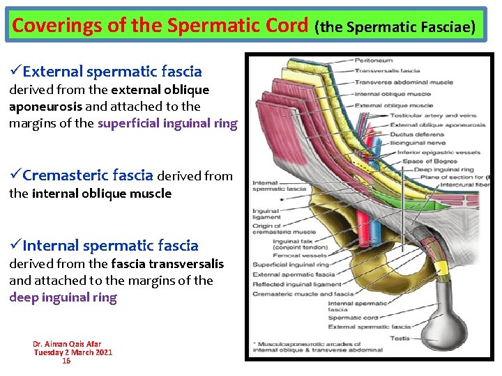 Coverings of the Spermatic Cord (the Spermatic Fasciae) üExternal spermatic fascia derived from the