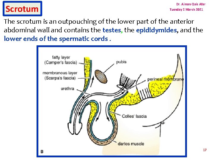 Scrotum Dr. Aiman Qais Afar Tuesday 2 March 2021 The scrotum is an outpouching