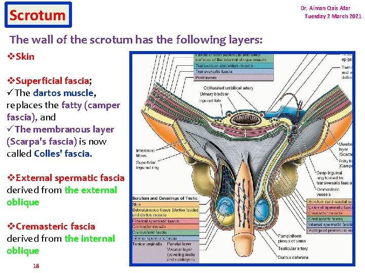 Scrotum The wall of the scrotum has the following layers: v. Skin v. Superficial