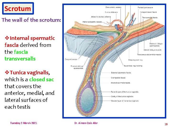 Scrotum The wall of the scrotum: v. Internal spermatic fascia derived from the fascia