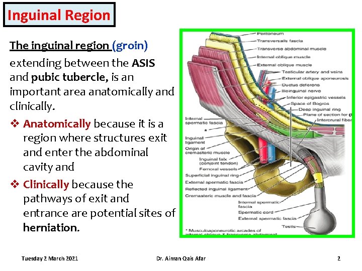 Inguinal Region The inguinal region (groin) extending between the ASIS and pubic tubercle, is