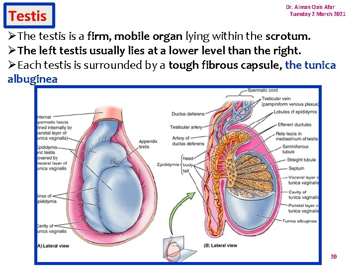 Testis Dr. Aiman Qais Afar Tuesday 2 March 2021 ØThe testis is a firm,