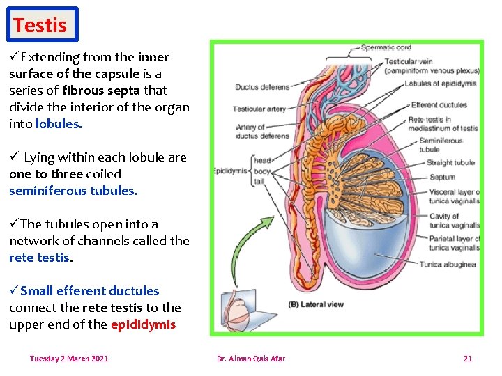 Testis üExtending from the inner surface of the capsule is a series of fibrous