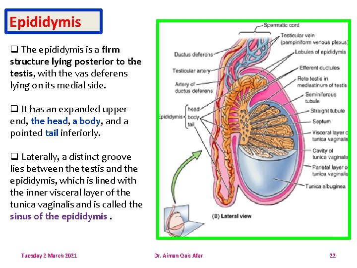 Epididymis q The epididymis is a firm structure lying posterior to the testis, with