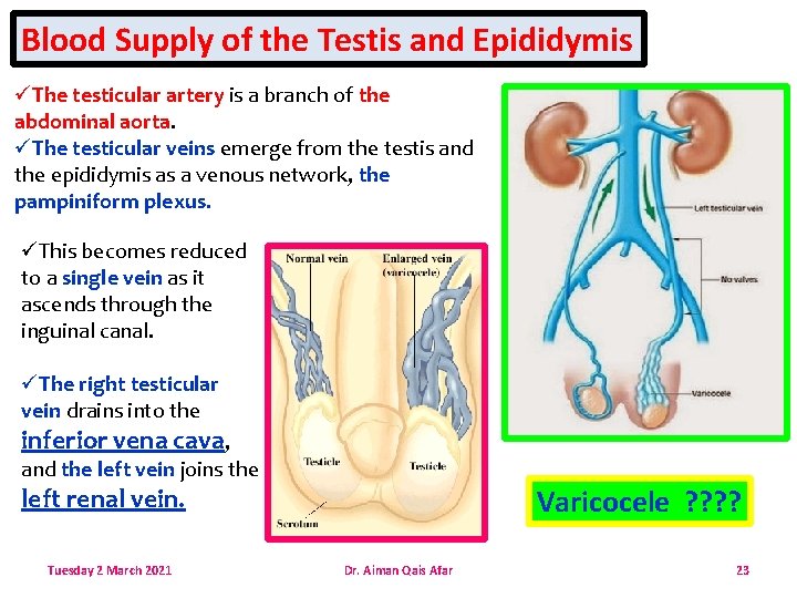 Blood Supply of the Testis and Epididymis üThe testicular artery is a branch of