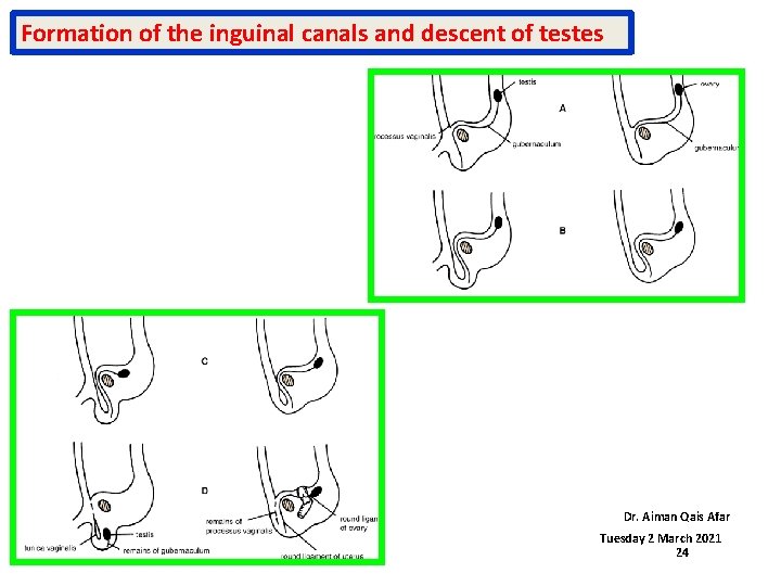 Formation of the inguinal canals and descent of testes Dr. Aiman Qais Afar Tuesday