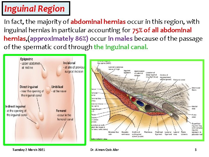 Inguinal Region In fact, the majority of abdominal hernias occur in this region, with