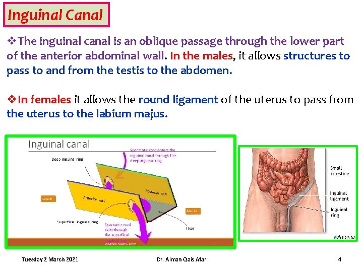 Inguinal Canal v. The inguinal canal is an oblique passage through the lower part