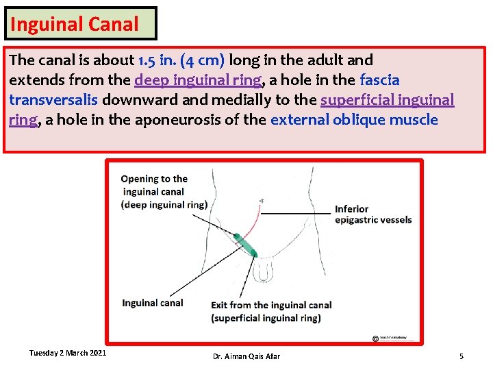 Inguinal Canal The canal is about 1. 5 in. (4 cm) long in the
