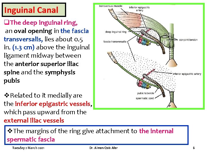 Inguinal Canal q. The deep inguinal ring, an oval opening in the fascia transversalis,