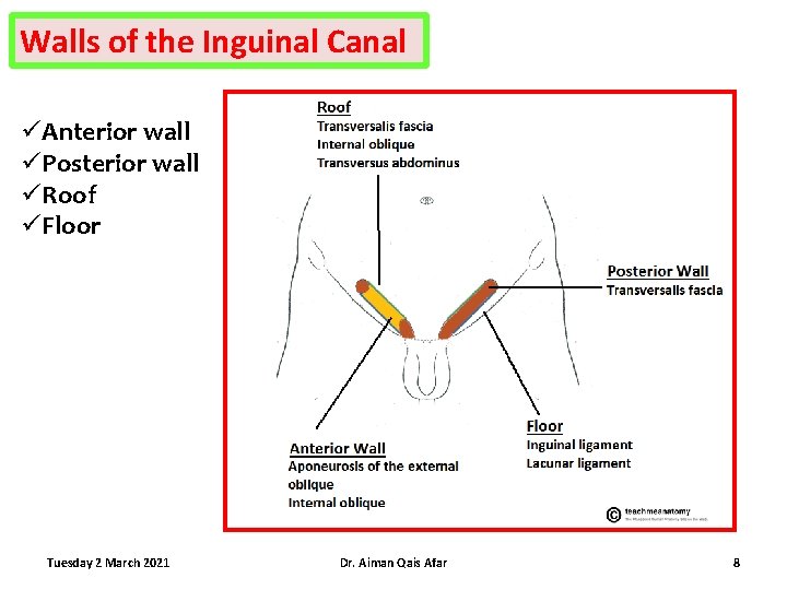 Walls of the Inguinal Canal üAnterior wall üPosterior wall üRoof üFloor Tuesday 2 March