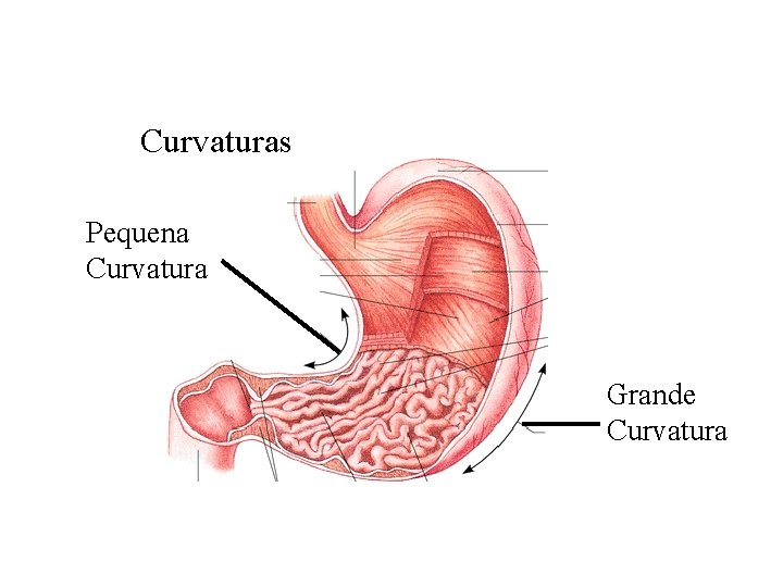 Anatomia do Estômago Curvaturas Pequena Curvatura Grande Curvatura 